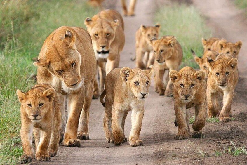 South Africa. Cape Town Tour, Aquila Safari Game Reserve Overnight