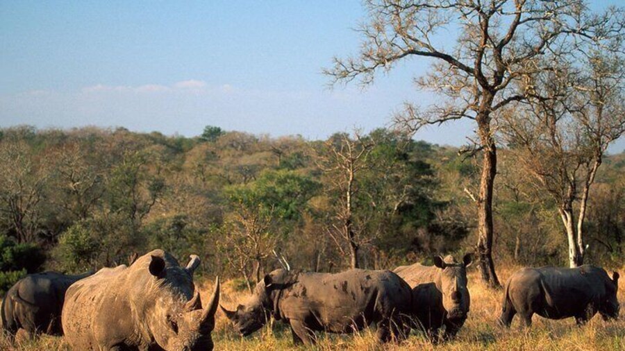 South Africa. Cape Town Best Of Aquila Safari Fullday Tour
