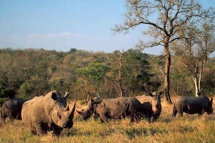 Sør-Afrika. Cape Town Best Of Aquila Safari Fullday Tour