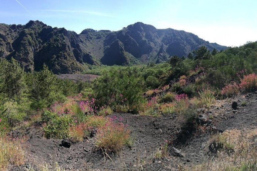 Private Tour: Day Trip Excursion to Herculaneum - Mt. Vesuvius and Pompeii