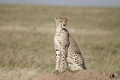 3 Days safari in Masai Mara Budget or Luxury Tour Package