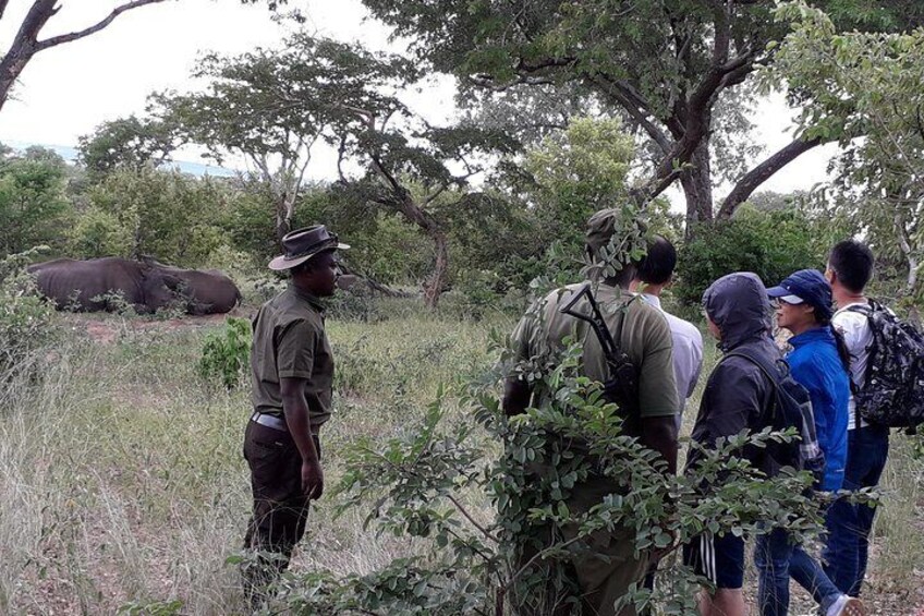 An exciting close encounter with the endangered White Rhino in the Mosi-Oa-Tunya National Park.