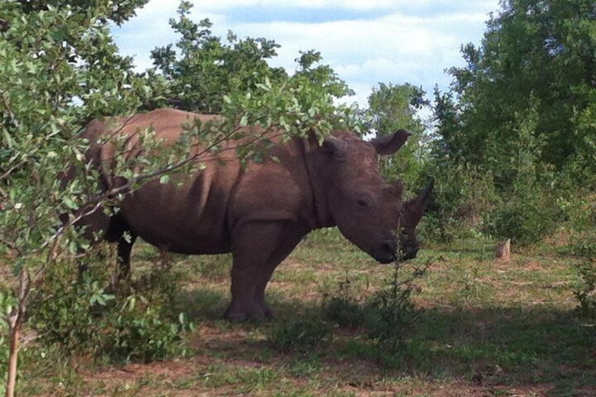 Adrenaline filled eye to eye encounter with the famous endangered White Rhino