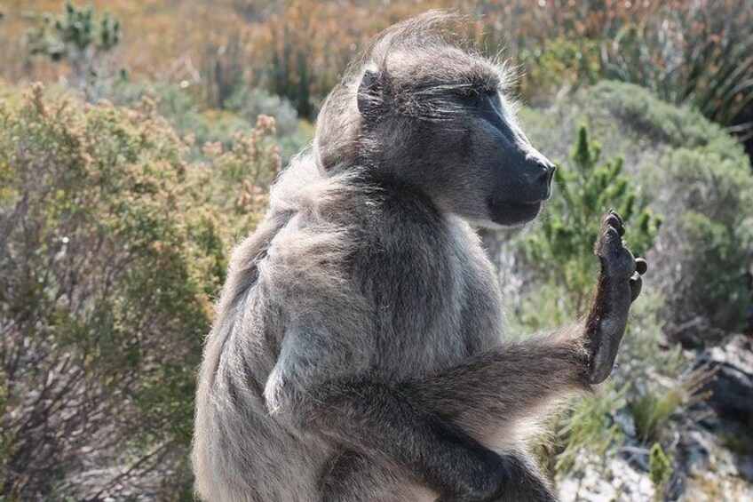 Baboon at Cape Point