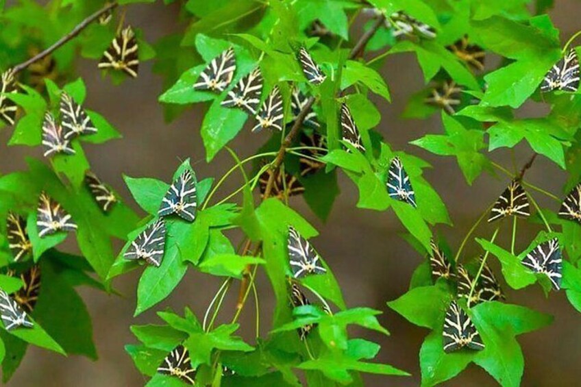 VALLEY OF BUTTERFLIES