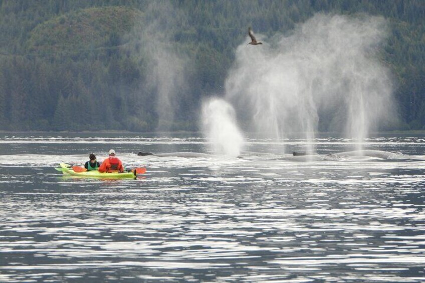 Kayak Tours