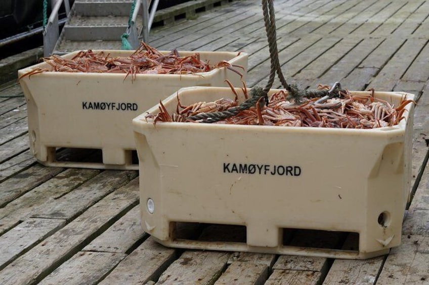 King crab and seafood factory tour with seafood tasting