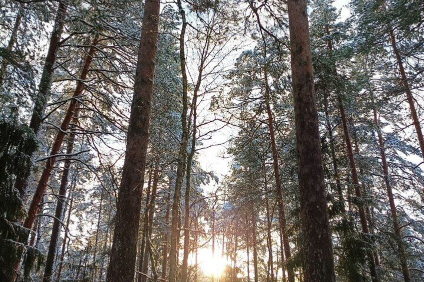 Helsinki National Park and Reindeer farm PRIVATE VISIT by car with guide