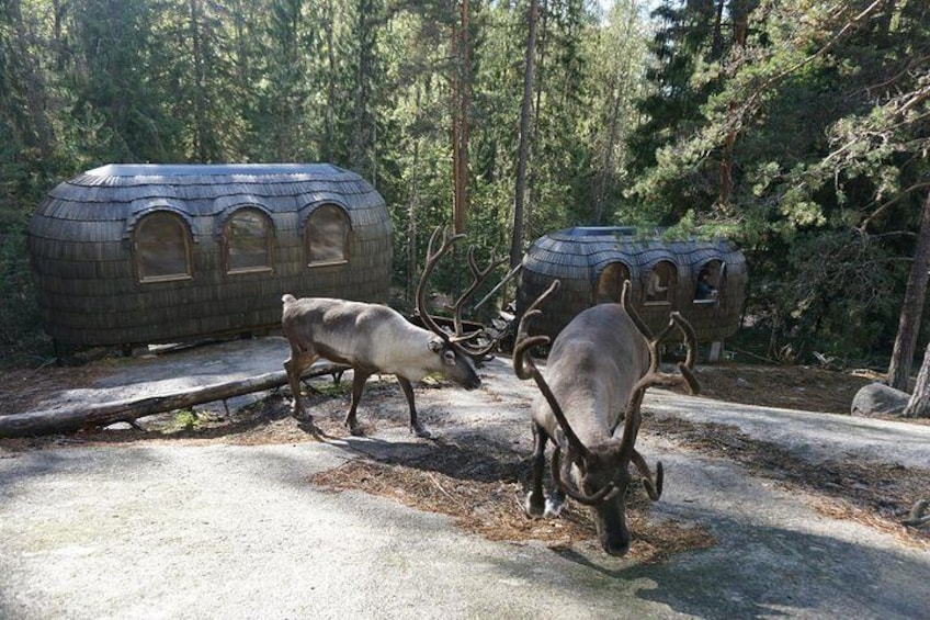 Helsinki National park and Reindeer farm visit by VIP car with private guide