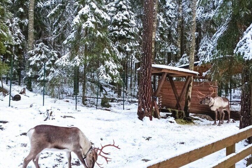 Helsinki National Park and Reindeer farm PRIVATE VISIT by car with guide