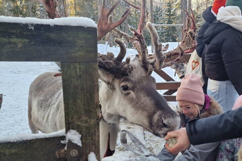 PRIVATE Reindeer Park Adventure by VIP Car