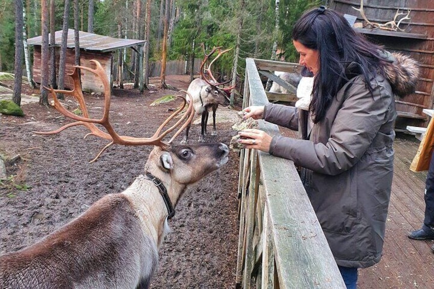 Helsinki National park and Reindeer farm visit by VIP car with private guide