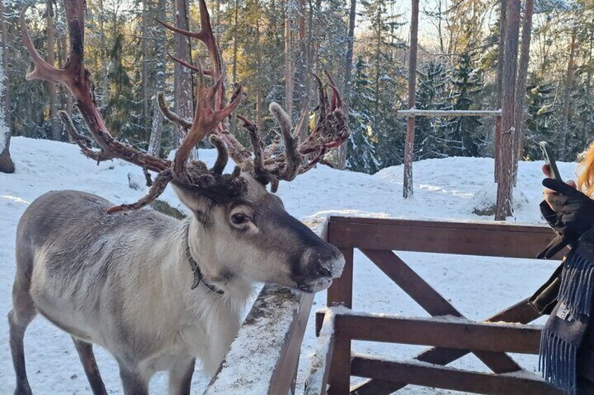 PRIVATE Reindeer Park Adventure by VIP Car