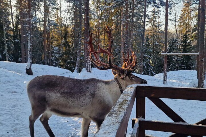 PRIVATE Reindeer Park Adventure by VIP Car