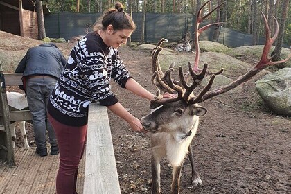 Helsinki National Park and Reindeer farm PRIVATE VISIT by car with guide