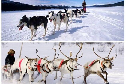 Rovaniemi COMBO Reindeer and Husky farm by LUX car with PRIVATE guide 