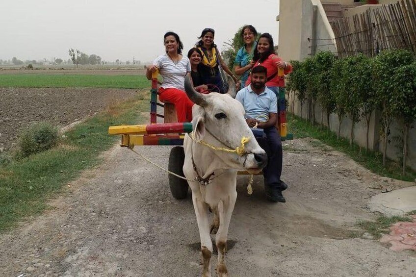 Bull Cart Riding