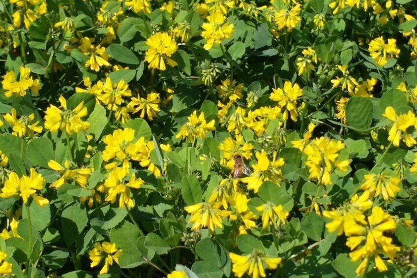 Fenugreek field