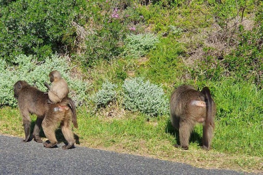 Table Mountain, penguin and Cape of good hope