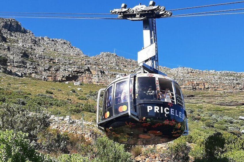 Table Mountain, penguin and Cape of good hope 