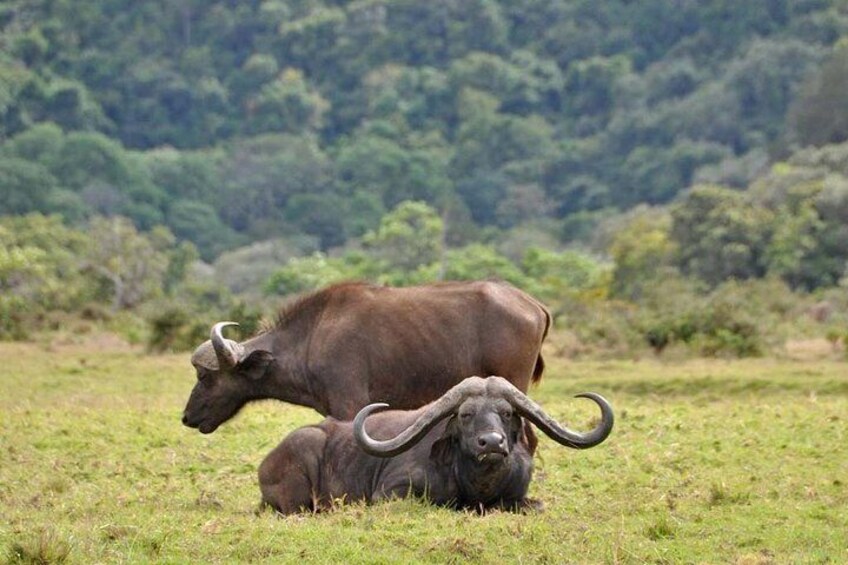 1 Day Joined Group Safari in Arusha National Park