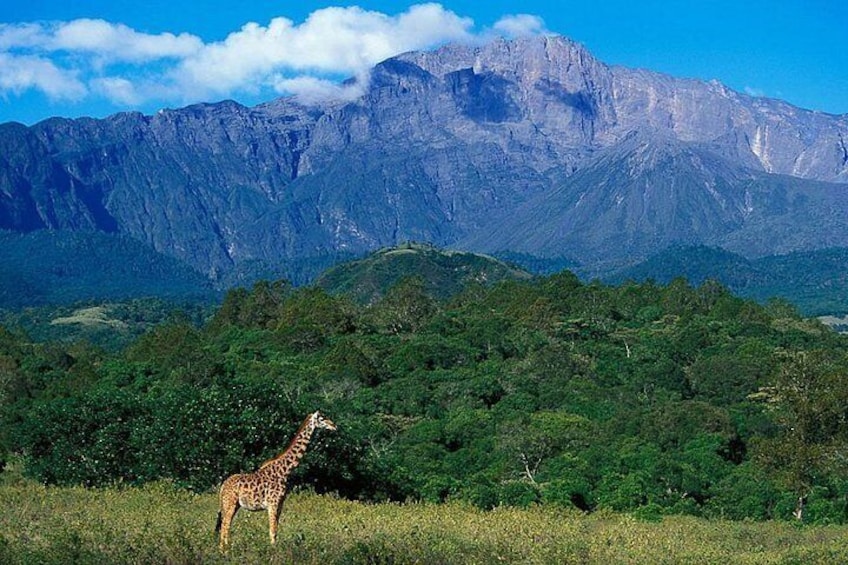 1 Day Joined Group Safari in Arusha National Park