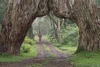 1 Day Joined Group Safari in Arusha National Park