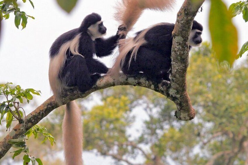 1 Day Joined Group Safari in Arusha National Park