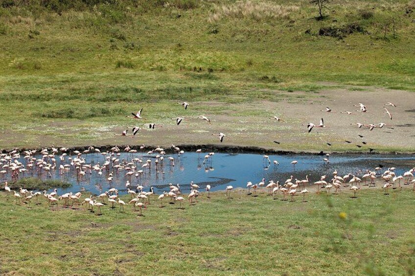 1 Day Joined Group Safari in Arusha National Park
