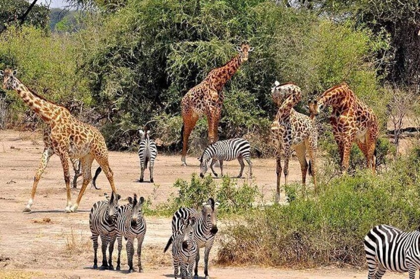 4 Days Joined Group Safari Serengeti,Ngorongoro and Tarangire National Parks