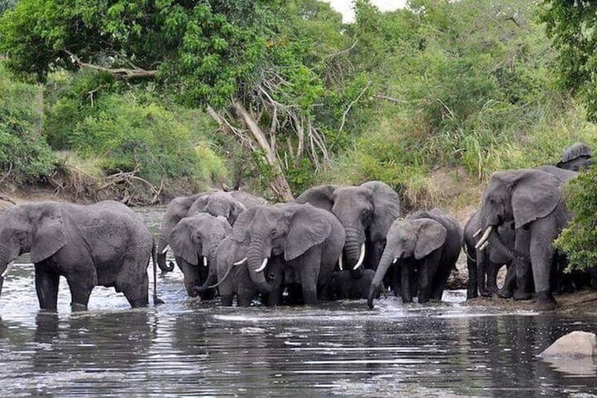 4 Days Joined Group Safari Serengeti,Ngorongoro and Tarangire National Parks