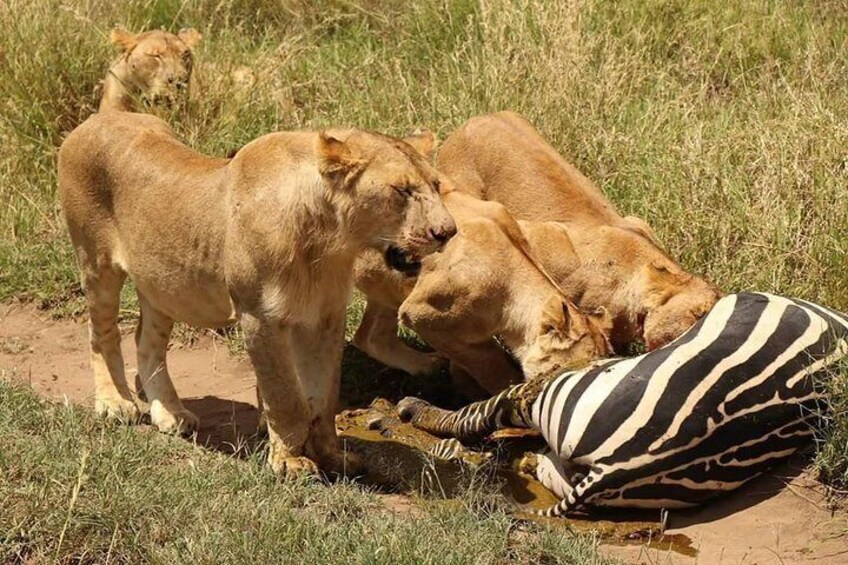 4 Days Joined Group Safari Serengeti,Ngorongoro and Tarangire National Parks