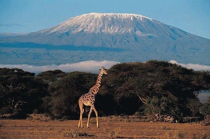 6 days Marangu RouteMount Kilimanjaro Trekking