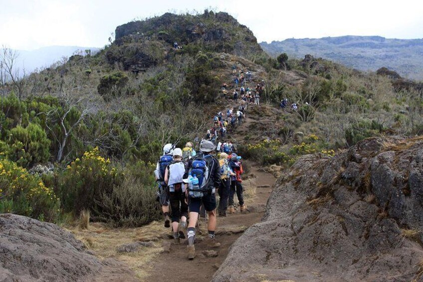 Day trip to Kilimanjaro Hike to Mandara Hut