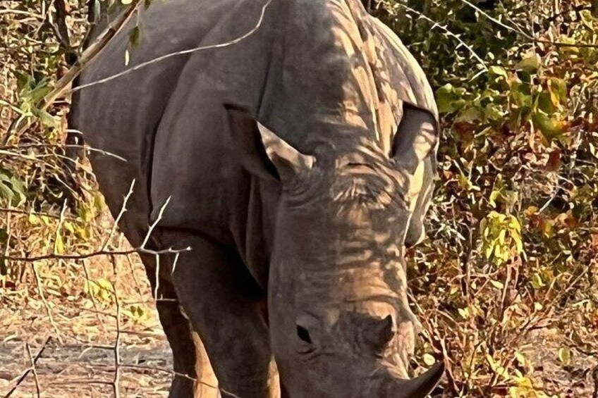 Rhino walking Safari