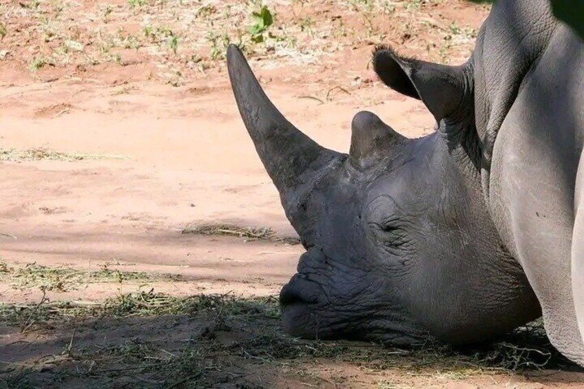 Rhino walking Safari