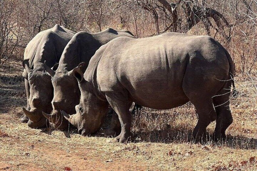 Rhino walking Safari