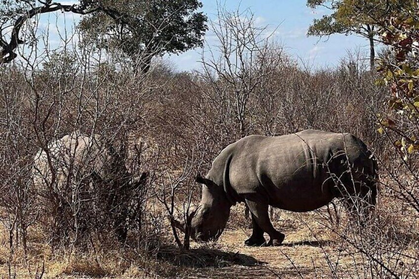 Rhino walking Safari