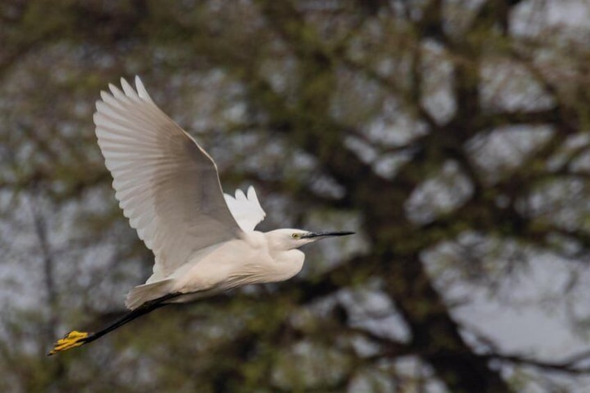 Sultanpur Birding Escapade