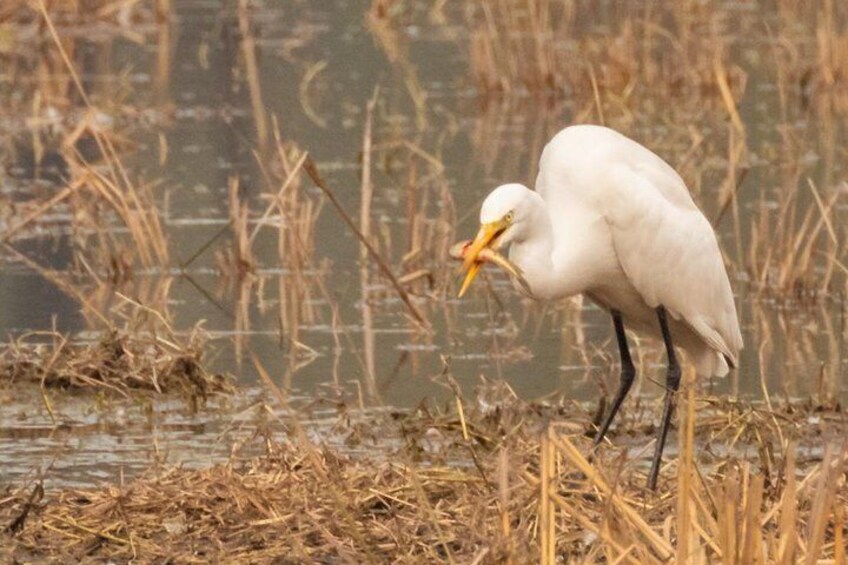 Sultanpur Birding Escapade