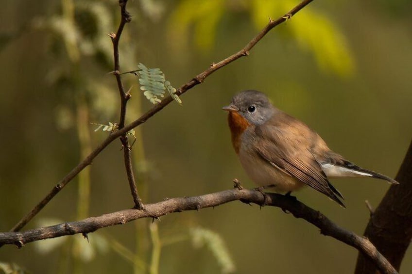 Sultanpur Birding Escapade