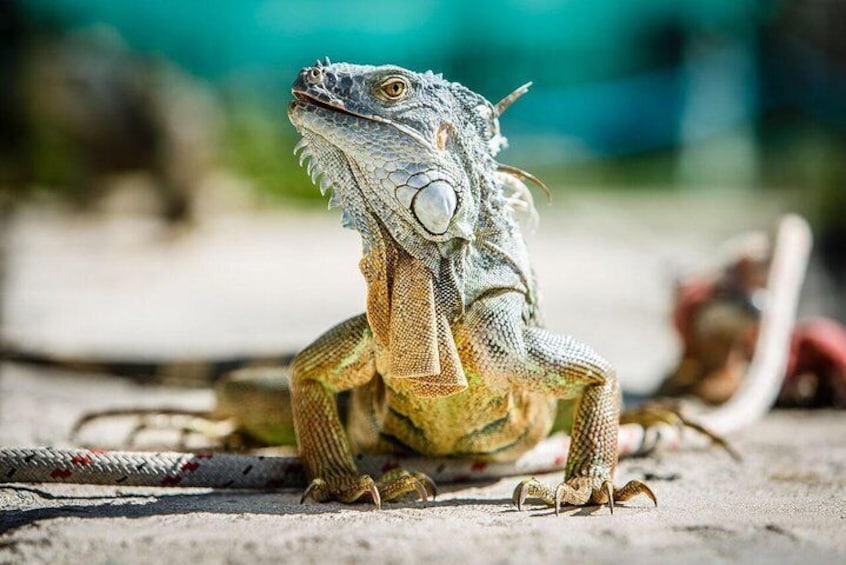 Iguanas