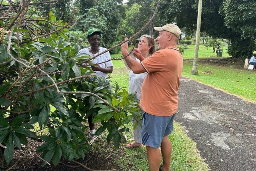 Fort Charlotte, Botanical Gardens Scenic Tour & Beach w/ Topdawg Taxi and Tours