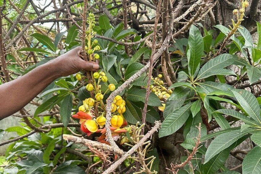 Fort Charlotte, Botanical Gardens Scenic Tour & Beach w/ Topdawg Taxi and Tours
