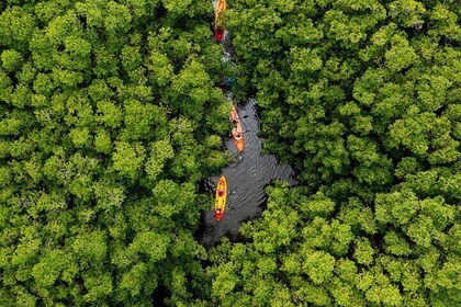 Demi-journée SoCoHo - Kayak dans la mangrove et plongée avec tuba dans le r...