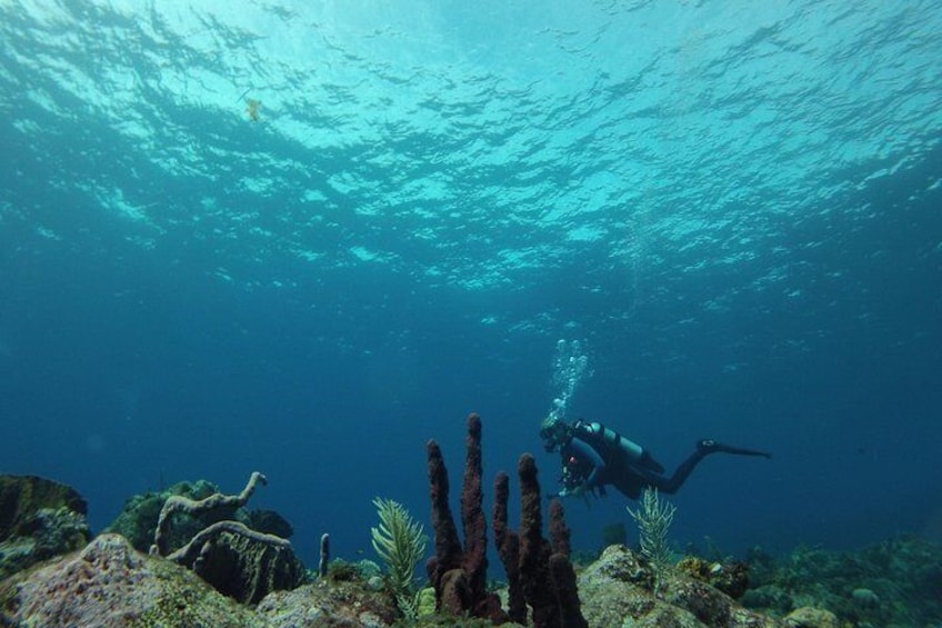 Abundance of marine life