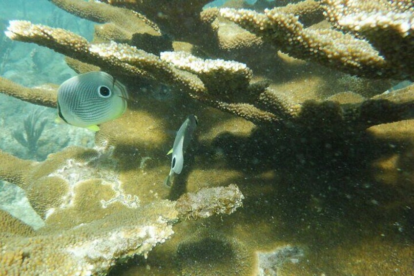 Guided Shore Diving Tour