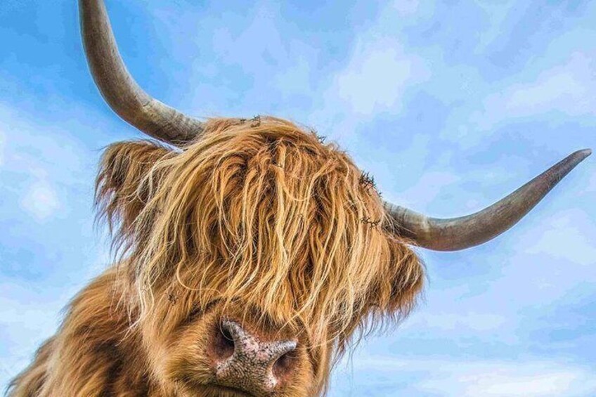 Highland Cattle 