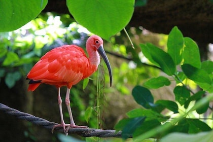The Scarlet Ibis - Caroni Swamp Tour