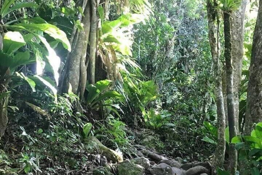 Gros Pitons Hike